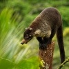 Nosal belohuby - Nasua narica - White-nosed Coati 0785